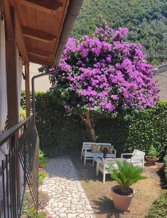 La Bouganville E Il Gelsomino Pietrasanta Exterior photo